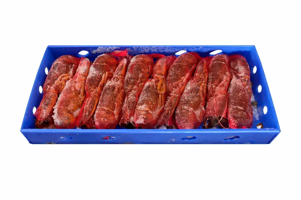 BOGAVANTE.webp