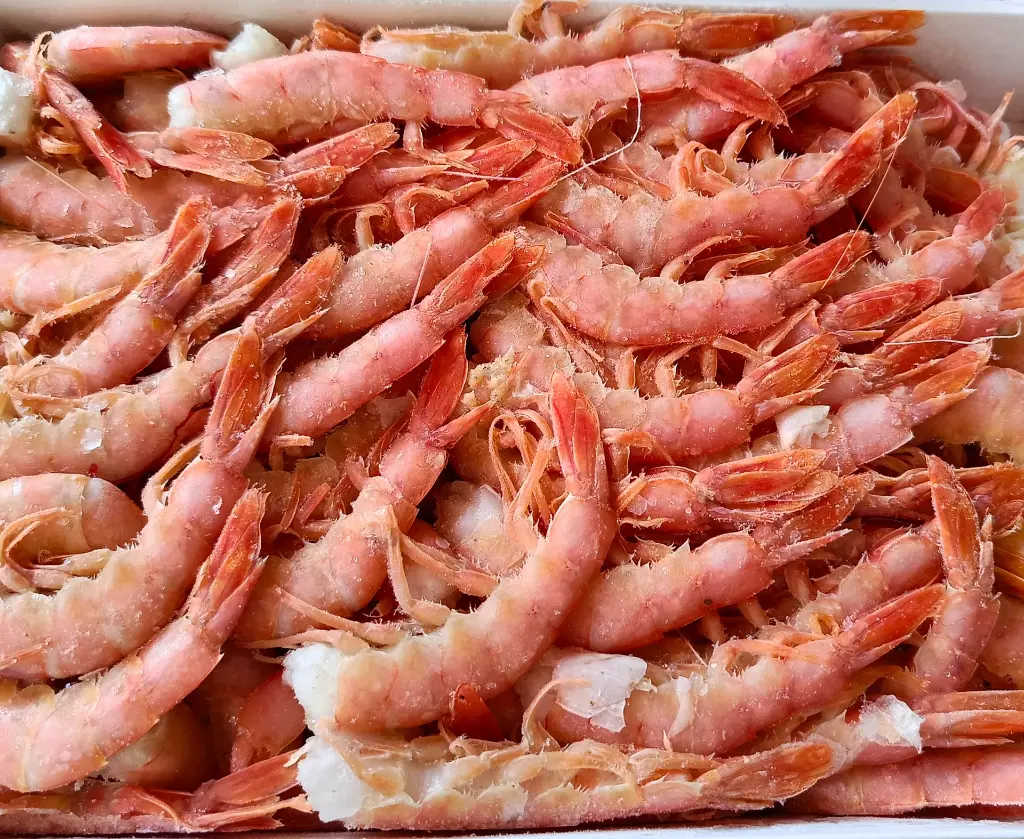 gamba rosa S.webp