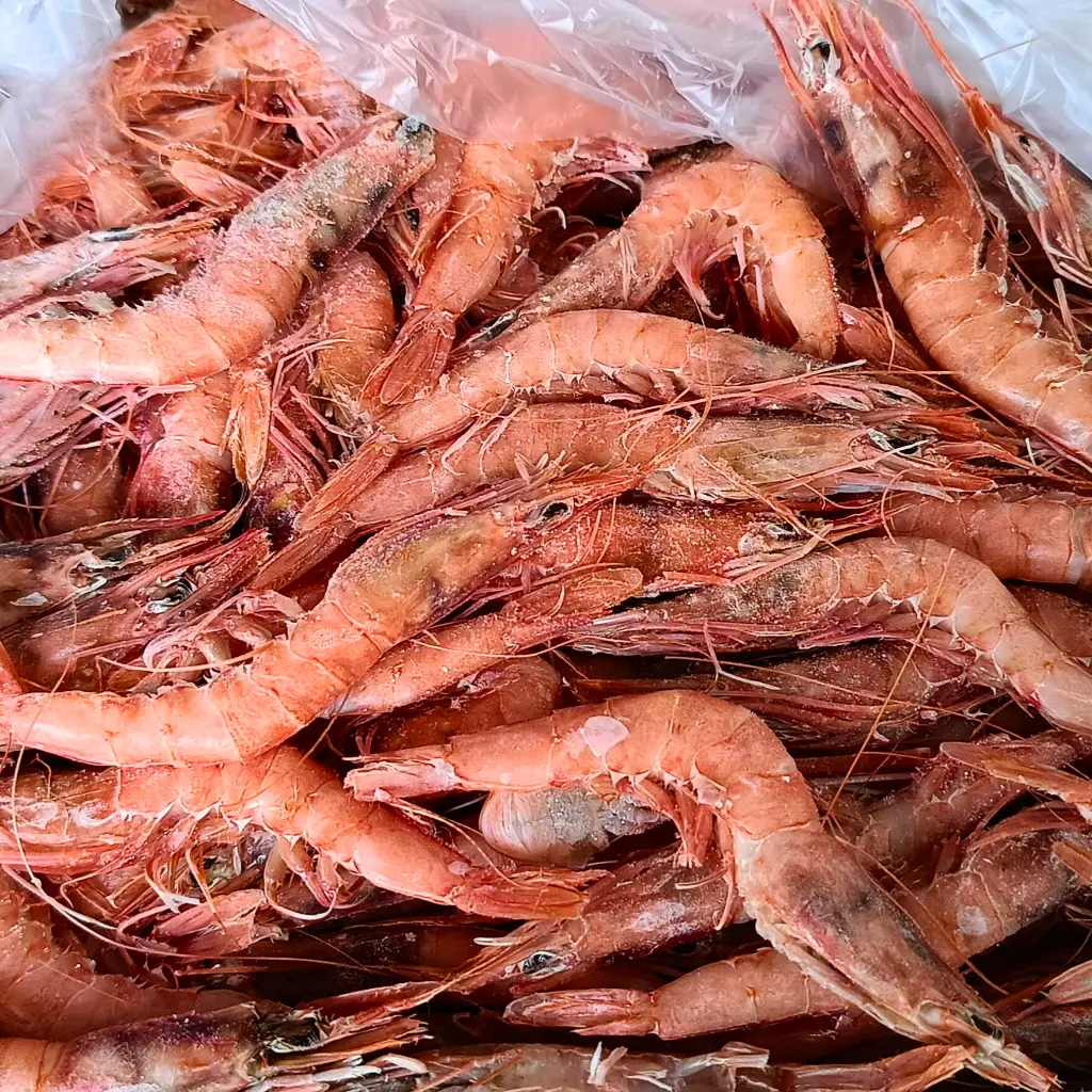 gamba 5.webp