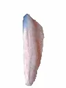 salmonketa.webp