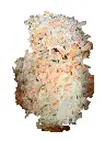 tortillita.webp