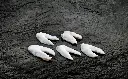 COCOCHAS DE BACALAO (Caja 2kg)