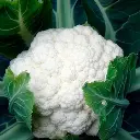 COLIFLOR