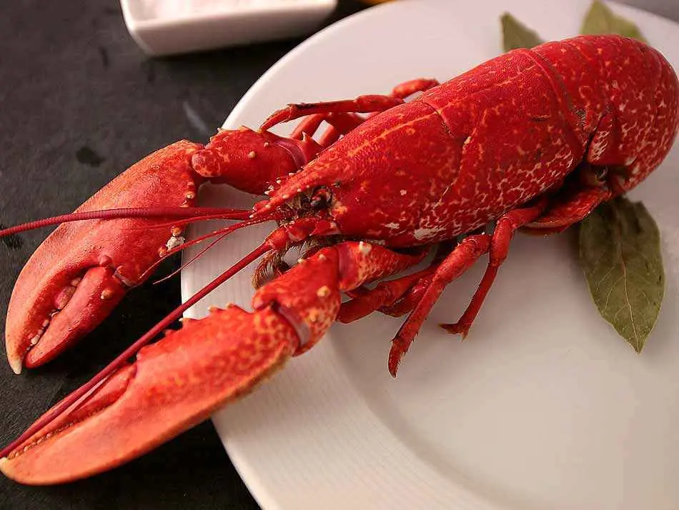 BOGAVANTE (Caja 10kg)