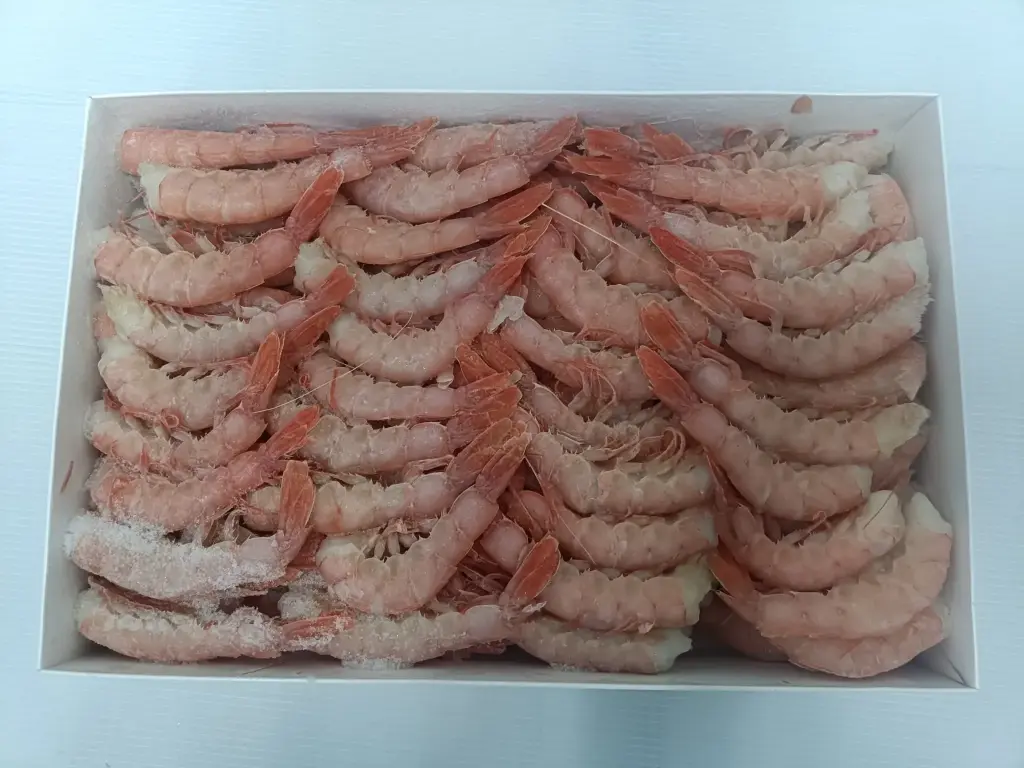 COLA GAMBÓN MOZAMBIQUE S 2 KG. (Caja 12kg)