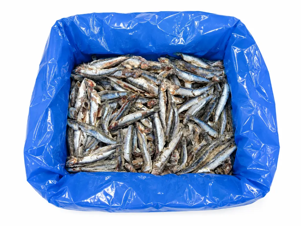 BOQUERÓN ENTERO EVISCERADO ( CAJA 4KG) 