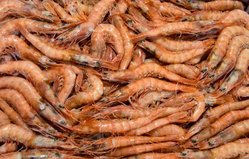 CAMARON ROJO ( PERIQUITO)