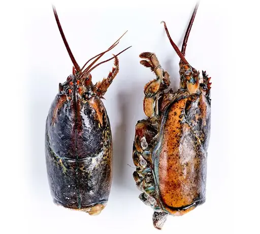 CABEZA BOGAVANTE